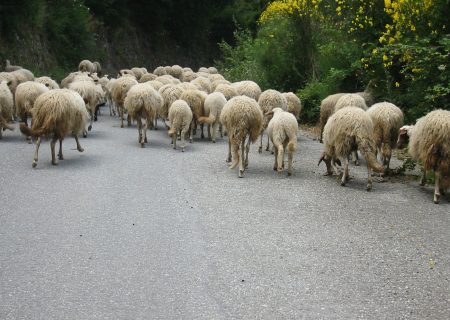 Flock_of_Sheep_near_Roghudi_Vecchio_-_Province_of_Reggio_Calabria,_Italy_-_June_2004