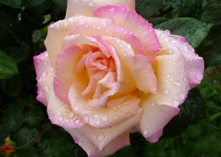 Peach Rose