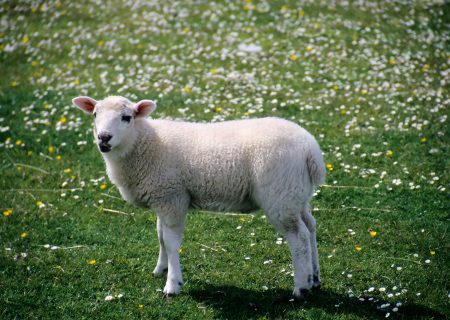 white lamb in a field